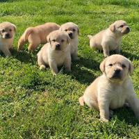 Cuccioli Labrador Retriever