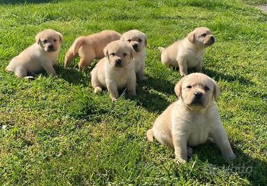 Cuccioli Labrador Retriever