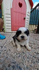 Schitzu cuccioli