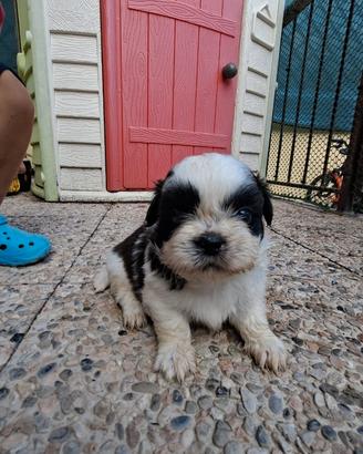 Schitzu cuccioli