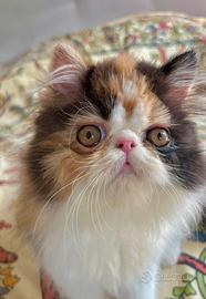 Gatti persiani