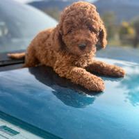 Barboncini mini e toy