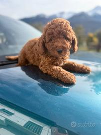 Barboncini mini e toy