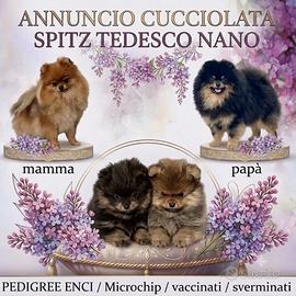 Cucciolo spitz tedesco nano (pomerania)