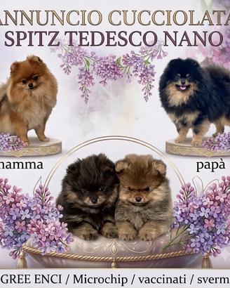 Cucciolo spitz tedesco nano (pomerania)
