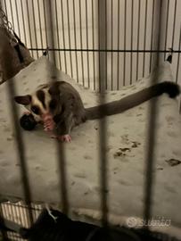 Petauri dello zucchero