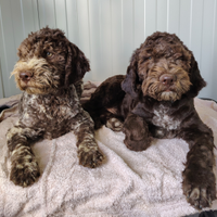 Lagotti romagnoli cuccioli con pedigree