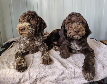 Lagotti romagnoli cuccioli con pedigree