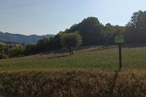 Terreno agricolo