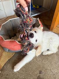 Niky ti aspetta, adottala (tutta Italia)