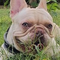 Accoppiamento Bulldog Francese Platinum