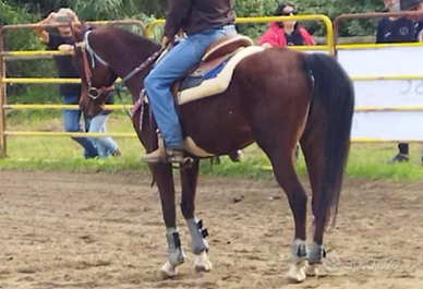 Purosangue araba gravida