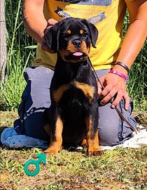 Rottweiler cuccioli