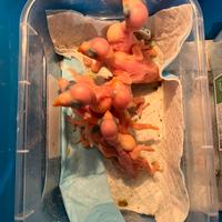 Pulli parrocchetto dal collare