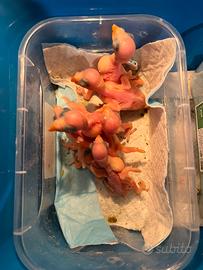 Pulli parrocchetto dal collare