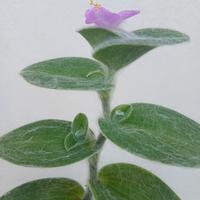 Tradescantia sillamontana pianta in fioritura 