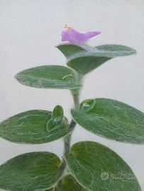Tradescantia sillamontana pianta in fioritura 