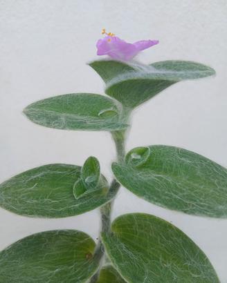 Tradescantia sillamontana pianta in fioritura 