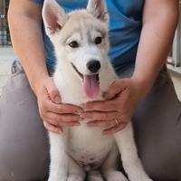 Siberian husky