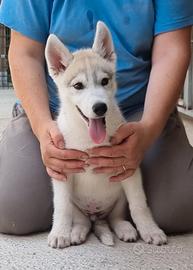 Siberian husky