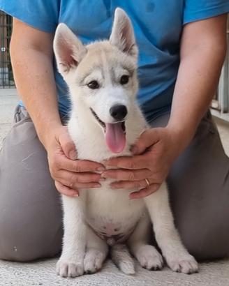 Siberian husky