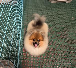 Pomerania