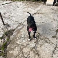 American pitbull per monte