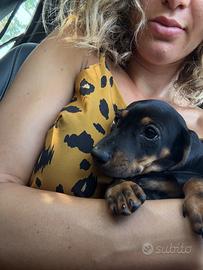 Cuccioli di bassotto