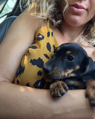 Cuccioli di bassotto