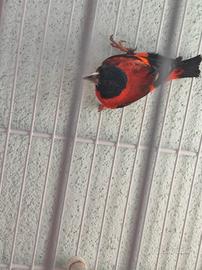 Cardinalini del Venezuela