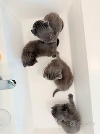 Splendidi cuccioli di Certosino con pedigree