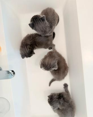 Splendidi cuccioli di Certosino con pedigree