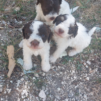 Cuccioli di lagotto Romagnolo