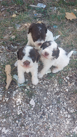 Cuccioli di lagotto Romagnolo