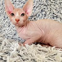 Ultimo maschietto pura razza canadian sphynx