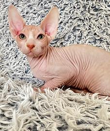 Ultimo maschietto pura razza canadian sphynx