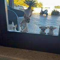 Chihuahua maschio con pedegree