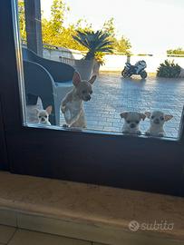 Chihuahua maschio con pedegree