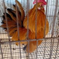 Galletto barbuto d anversa