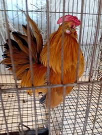 Galletto barbuto d anversa