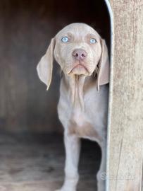 Cuccioli weimaraner grigio argento