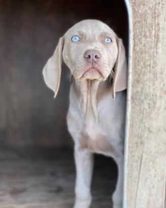 Cuccioli weimaraner grigio argento