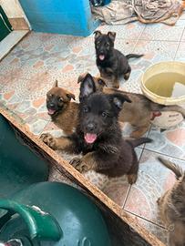 Cuccioli di pastore tedesco grigione