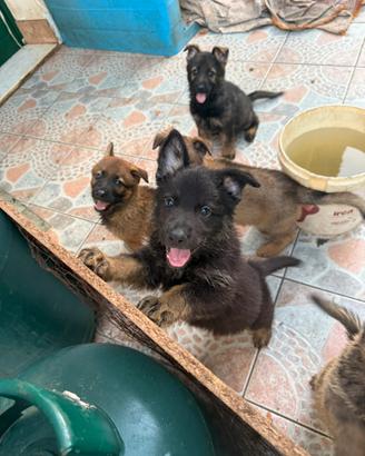 Cuccioli di pastore tedesco grigione