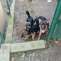 Cuccioli di pastore tedesco