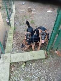 Cuccioli di pastore tedesco