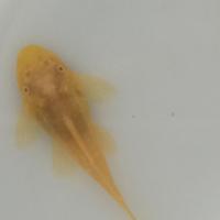 Ancistrus gold