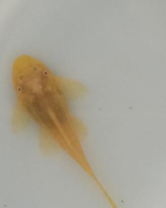 Ancistrus gold