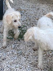 Cuccioli tartufo