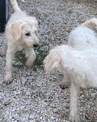 Cuccioli tartufo